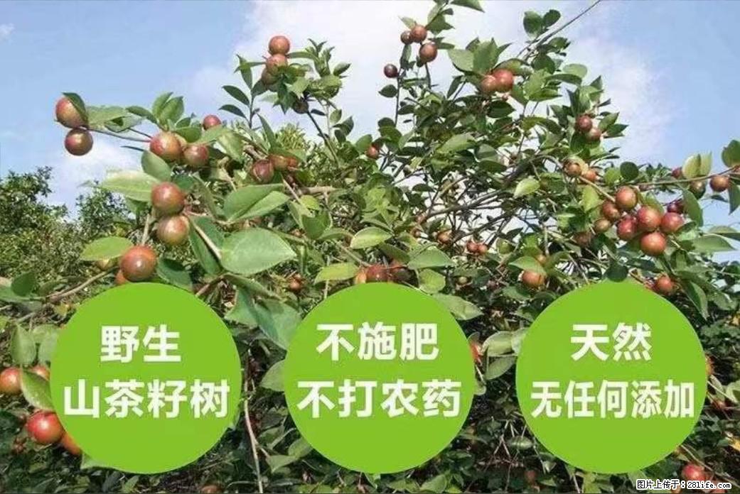 【灌阳县油茶产业示范区】一个有着充实的精神生活的人,对待身外之物自会有一种淡泊的态度 - 土特产 - 饮食特产 - 昌都分类信息 - 昌都28生活网 changdu.28life.com