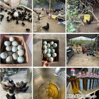 油茶园从小鸡仔开始养起的纯土鸡、土鸡蛋可以预定啦!还有前几天刚榨的纯山茶油哦 - 昌都28生活网 changdu.28life.com