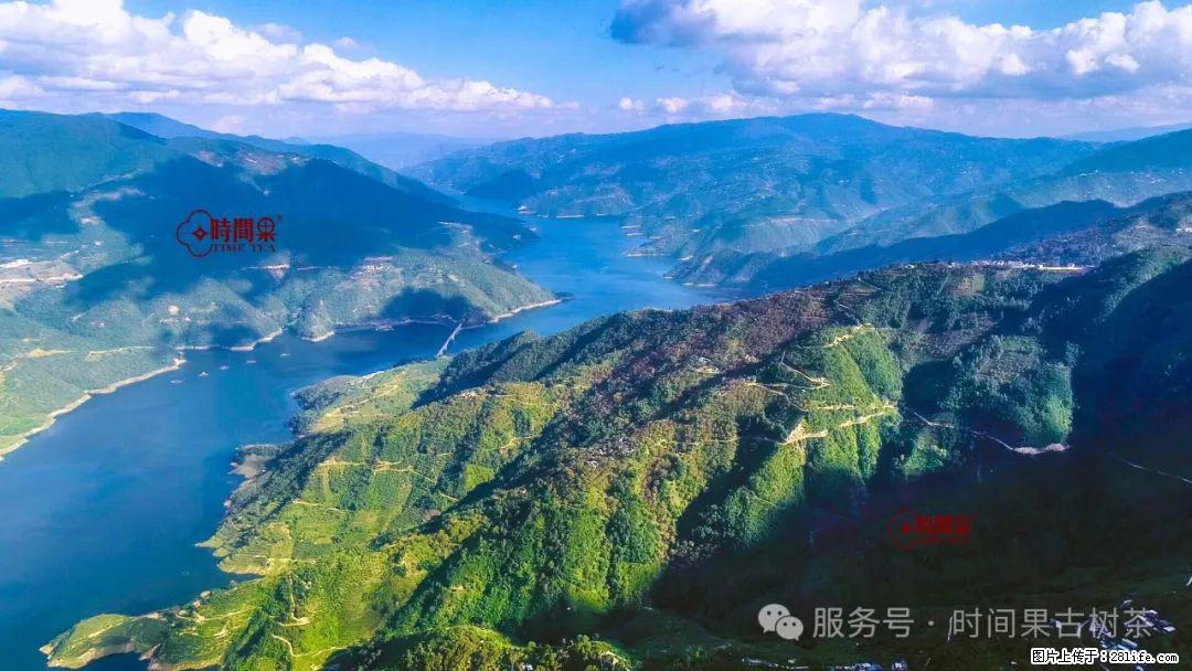 时间果百年古树龙珠普洱生茶 - 购物交流 - 昌都生活社区 - 昌都28生活网 changdu.28life.com