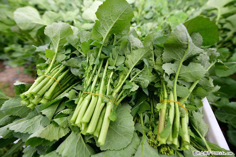 这些蔬菜是“天然钙片”，这6种被医生重点推荐 - 昌都生活资讯 - 昌都28生活网 changdu.28life.com
